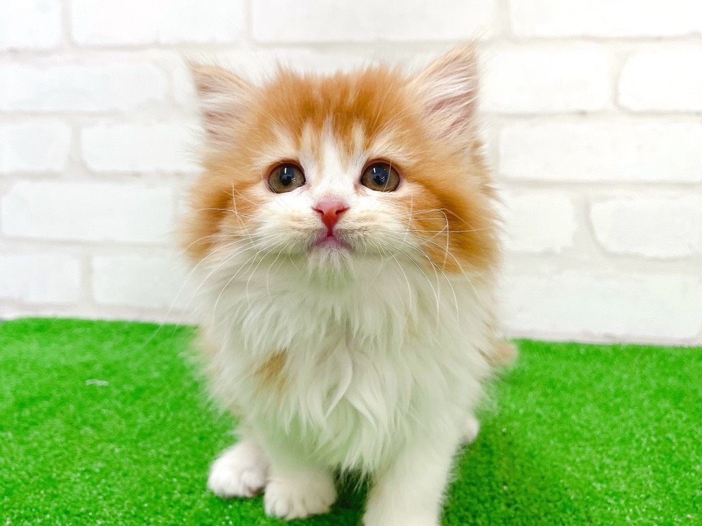 東京都のミヌエット (かねだい立川店/2026年1月6日生まれ/女の子/レッドタビーホワイト)の子猫の2枚目の画像