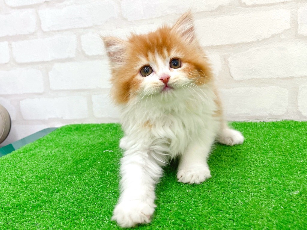 東京都のミヌエット (かねだい立川店/2026年1月6日生まれ/女の子/レッドタビーホワイト)の子猫の3枚目の画像