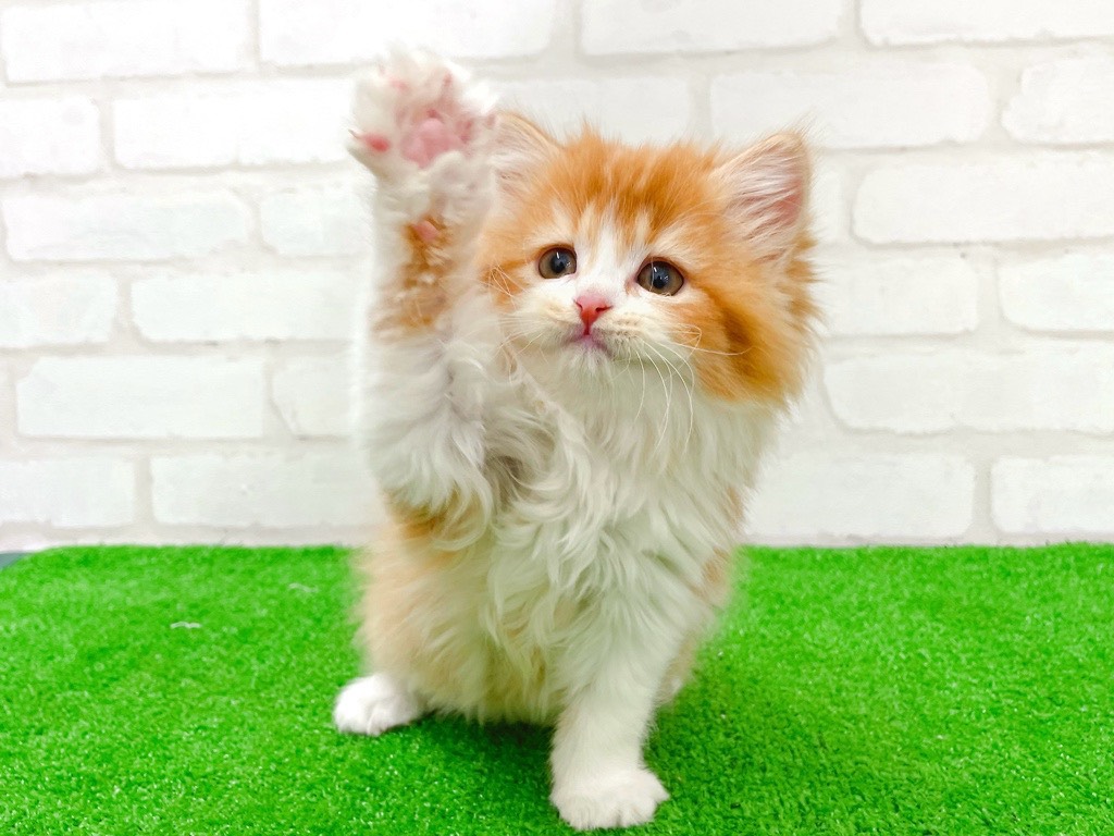 東京都のミヌエット (かねだい立川店/2026年1月6日生まれ/女の子/レッドタビーホワイト)の子猫の4枚目の画像