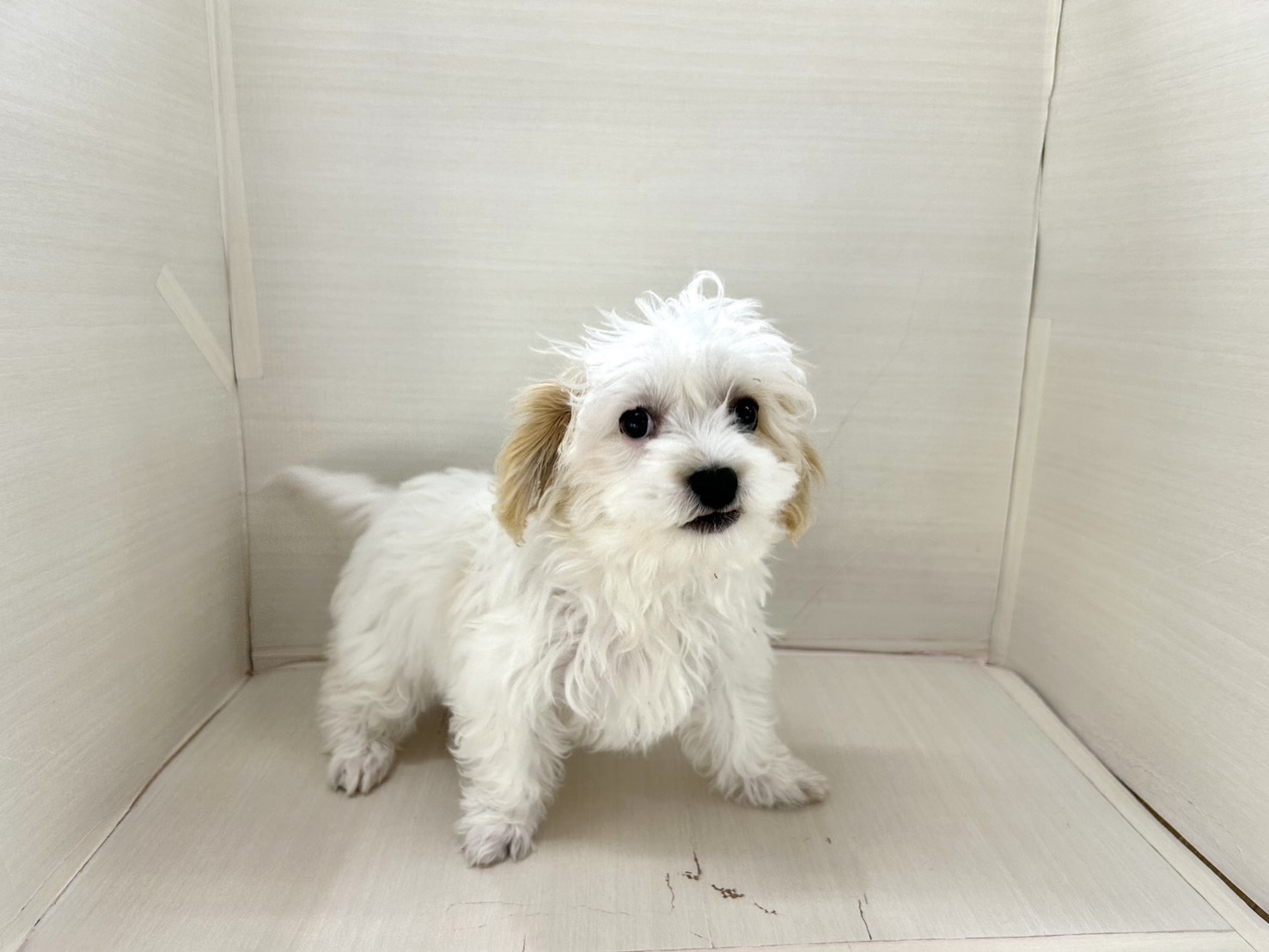 千葉県のマルキャバ/キャバチーズ(マルチーズ×キャバリア) (かねだい八千代店/2025年11月28日生まれ/女の子/ブレンハイム)の子犬の4枚目の画像
