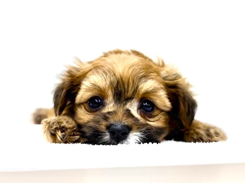 価格の安いMIX犬（父：トイプードル 母：パピヨン）♂ / 株式