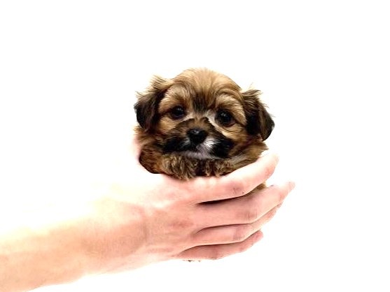 価格の安いMIX犬（父：トイプードル 母：パピヨン）♂ / 株式