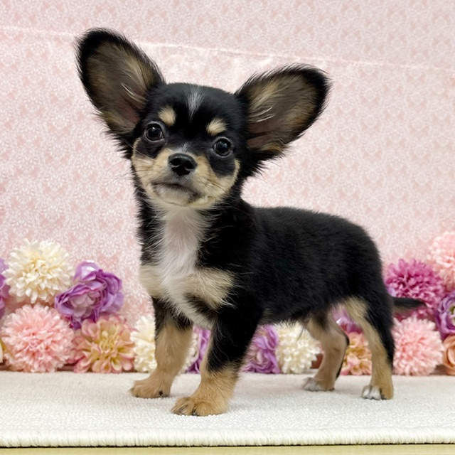 千葉県のチワワ(ロング) (かねだい四街道店/2025年11月30日生まれ/男の子/ブラックタン)の子犬の2枚目の画像