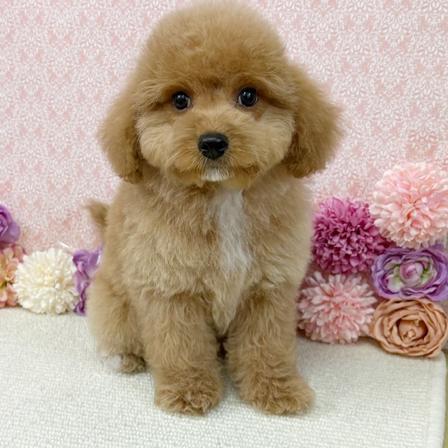 千葉県のハーフ犬・ミックス犬 (かねだい四街道店/2025年12月5日生まれ/男の子/アプリコット)の子犬の2枚目の画像