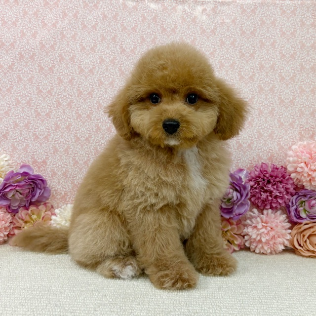 千葉県のハーフ犬・ミックス犬 (かねだい四街道店/2025年12月5日生まれ/男の子/アプリコット)の子犬の3枚目の画像