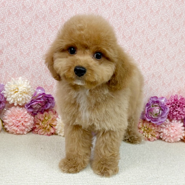 千葉県のハーフ犬・ミックス犬 (かねだい四街道店/2025年12月5日生まれ/男の子/アプリコット)の子犬の4枚目の画像