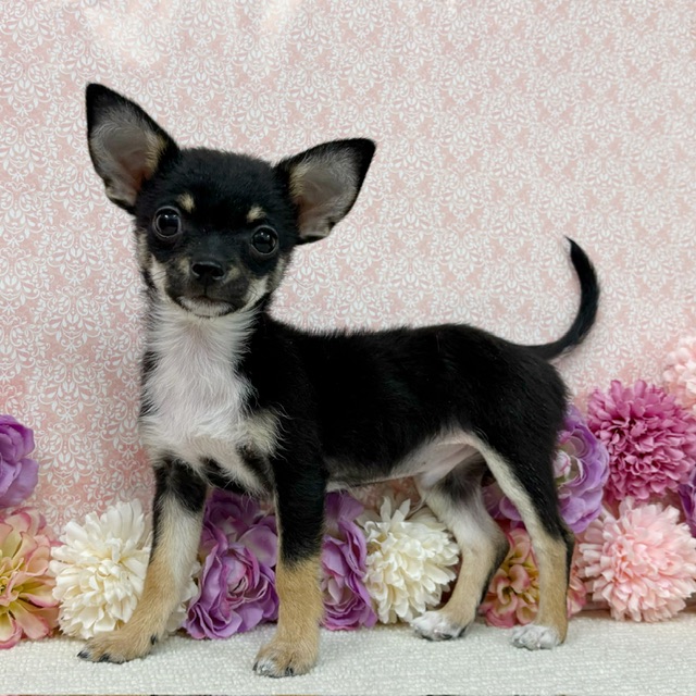 千葉県のチワワ(ロング) (かねだい四街道店/2025年11月30日生まれ/男の子/ブラックタンホワイト)の子犬の2枚目の画像