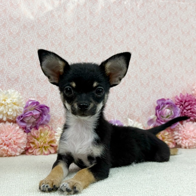 千葉県のチワワ(ロング) (かねだい四街道店/2025年11月30日生まれ/男の子/ブラックタンホワイト)の子犬の3枚目の画像