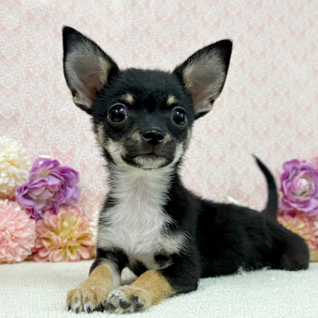 千葉県のチワワ(ロング) (かねだい四街道店/2025年11月30日生まれ/男の子/ブラックタンホワイト)の子犬の4枚目の画像