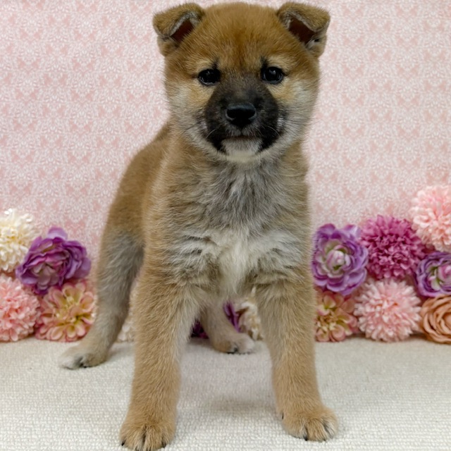 千葉県の柴犬(標準サイズ) (かねだい四街道店/2025年12月28日生まれ/男の子/赤)の子犬の1枚目の画像
