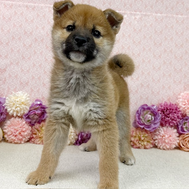 千葉県の柴犬(標準サイズ) (かねだい四街道店/2025年12月28日生まれ/男の子/赤)の子犬の2枚目の画像