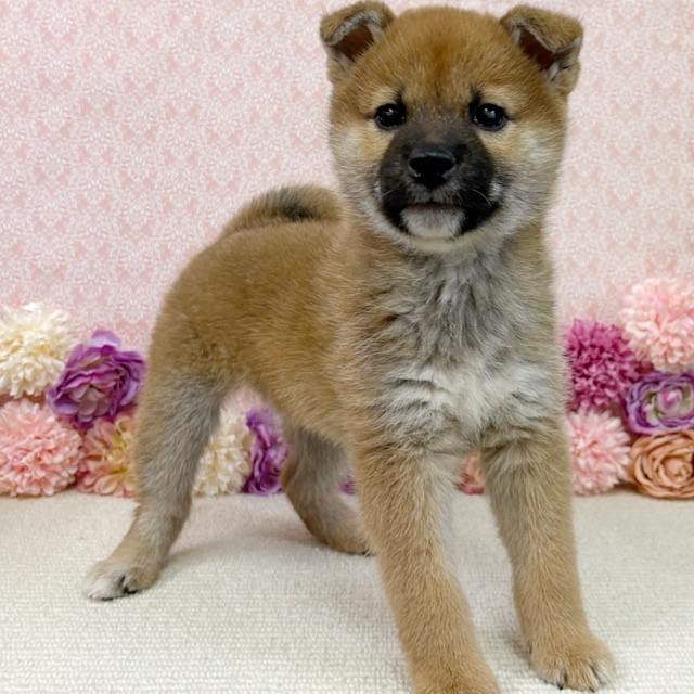 千葉県の柴犬(標準サイズ) (かねだい四街道店/2025年12月28日生まれ/男の子/赤)の子犬の3枚目の画像