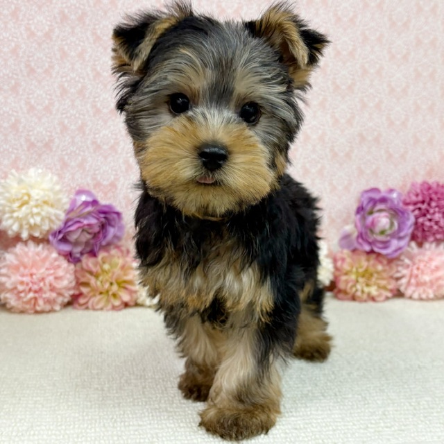 千葉県のヨークシャーテリア (かねだい四街道店/2025年12月27日生まれ/男の子/スチールブルータン)の子犬の1枚目の画像