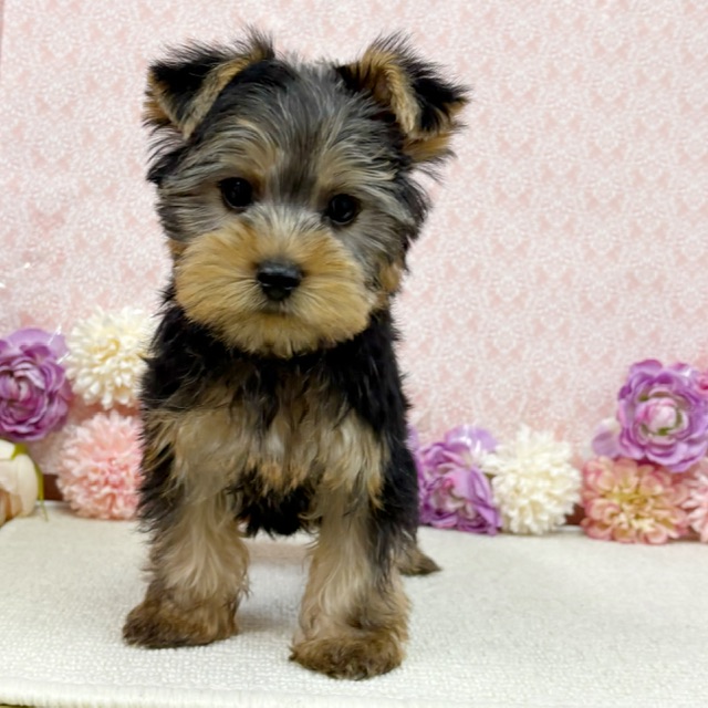 千葉県のヨークシャーテリア (かねだい四街道店/2025年12月27日生まれ/男の子/スチールブルータン)の子犬の3枚目の画像