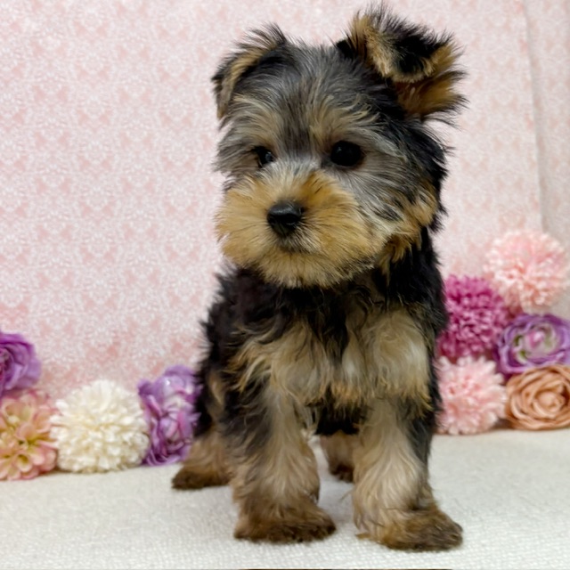 千葉県のヨークシャーテリア (かねだい四街道店/2025年12月27日生まれ/男の子/スチールブルータン)の子犬の4枚目の画像