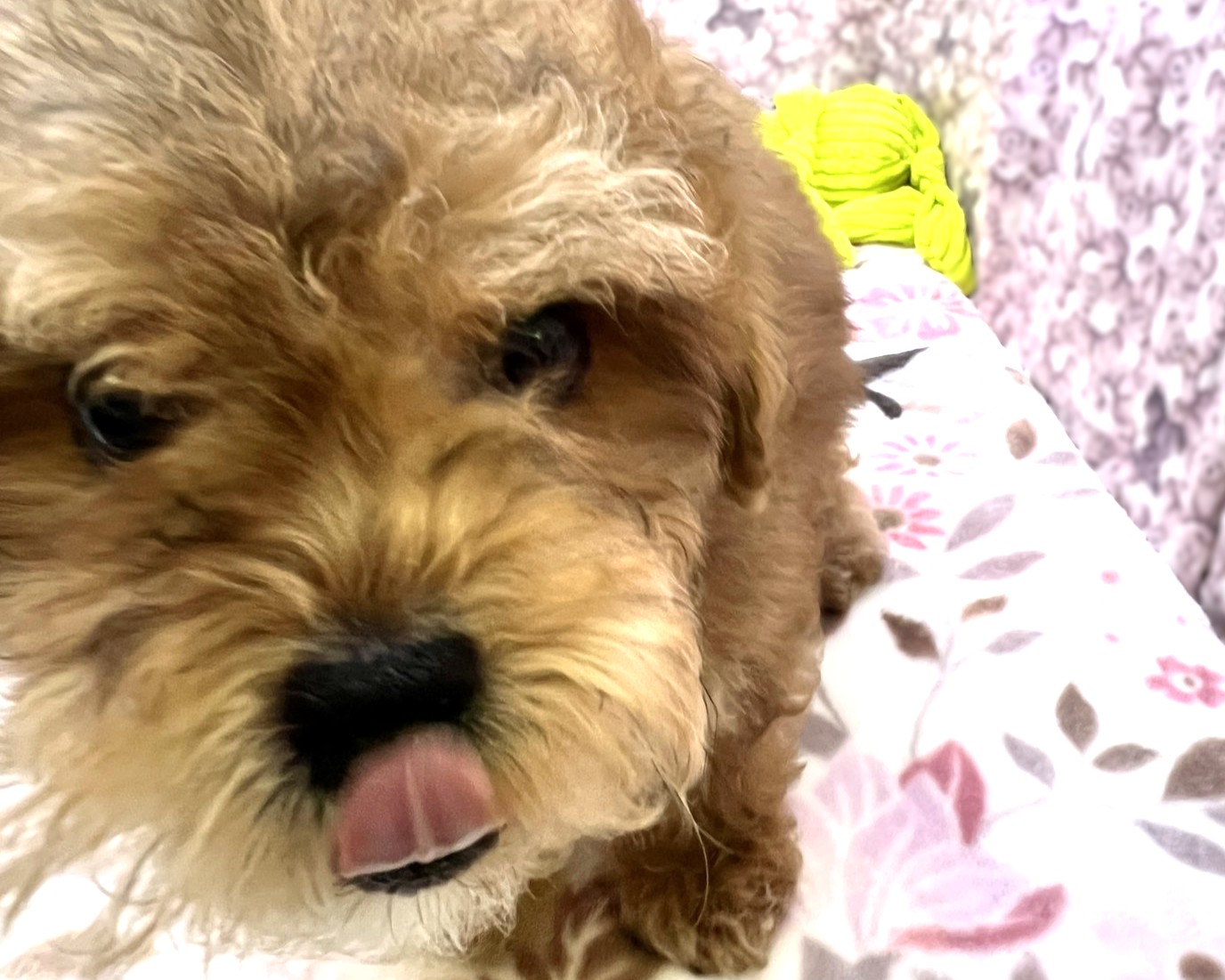 茨城県のペキプー(ペキニーズ×プードル) (かねだいペットトライアル利根川/2025年11月30日生まれ/男の子/ブラウンブラック)の子犬の3枚目の画像