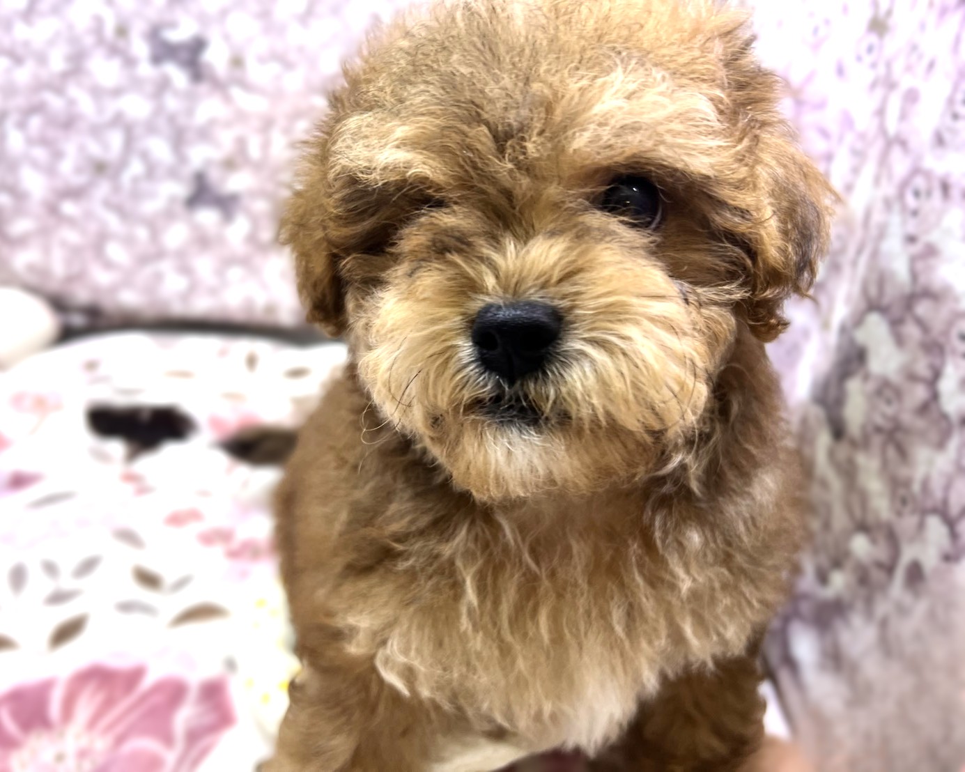 茨城県のペキプー(ペキニーズ×プードル) (かねだいペットトライアル利根川/2025年11月30日生まれ/男の子/ブラウンブラック)の子犬の1枚目の画像