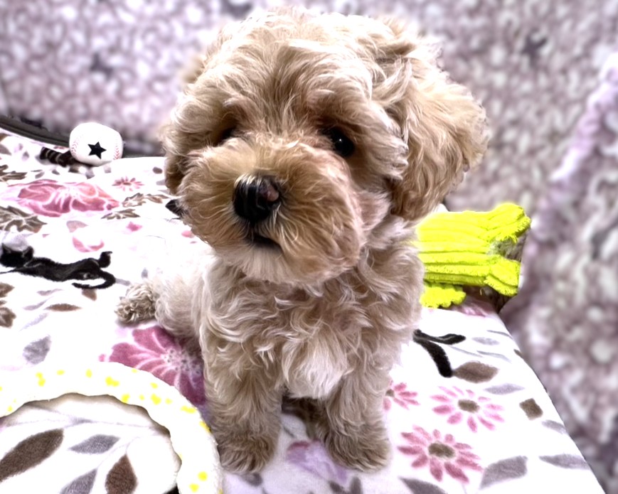 茨城県のマルプー(マルチーズ×プードル) (かねだいペットトライアル利根川/2025年12月20日生まれ/男の子/アプリコット)の子犬の1枚目の画像