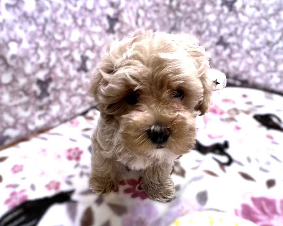 茨城県のマルプー(マルチーズ×プードル) (かねだいペットトライアル利根川/2025年12月20日生まれ/男の子/アプリコット)の子犬の3枚目の画像