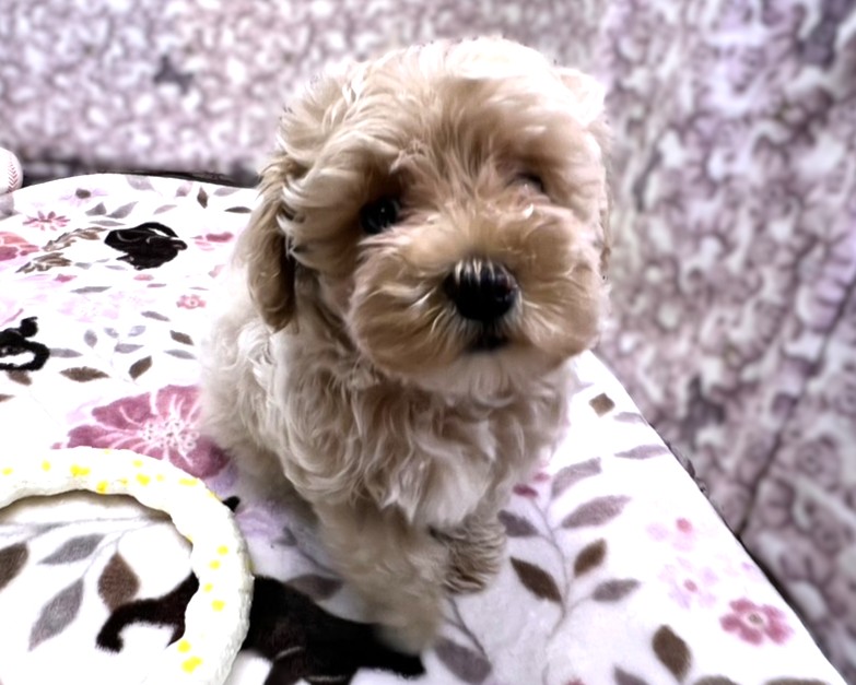 茨城県のマルプー(マルチーズ×プードル) (かねだいペットトライアル利根川/2025年12月20日生まれ/男の子/アプリコット)の子犬の2枚目の画像