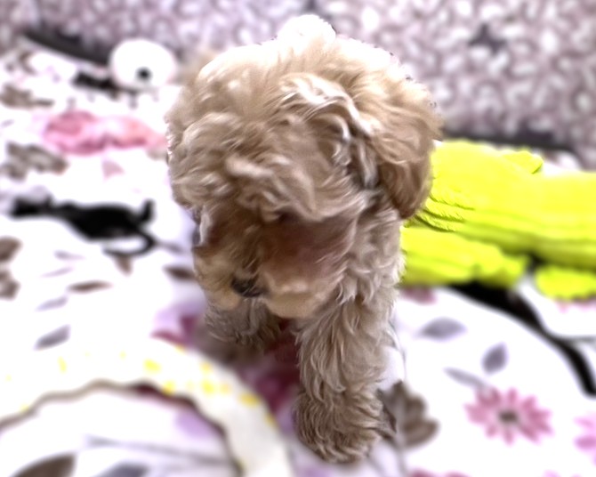 茨城県のマルプー(マルチーズ×プードル) (かねだいペットトライアル利根川/2025年12月20日生まれ/男の子/アプリコット)の子犬の4枚目の画像