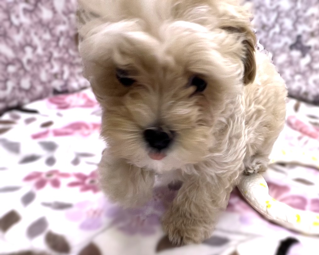 茨城県のマルプー(マルチーズ×プードル) (かねだいペットトライアル利根川/2026年1月2日生まれ/女の子/アプリコット)の子犬の3枚目の画像