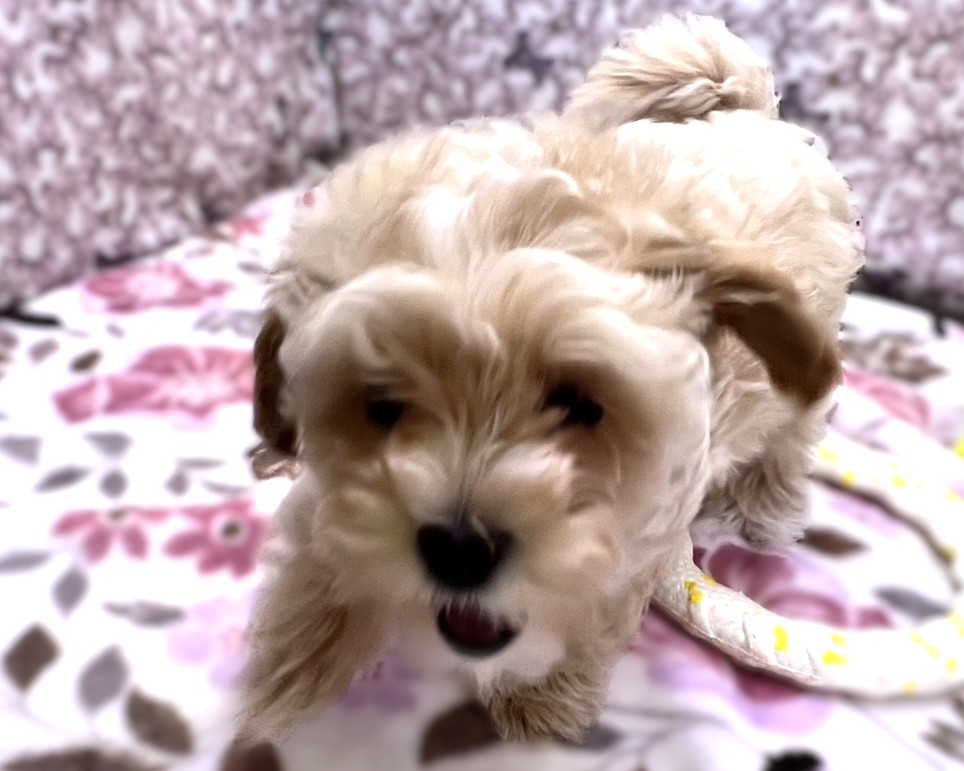 茨城県のマルプー(マルチーズ×プードル) (かねだいペットトライアル利根川/2026年1月2日生まれ/女の子/アプリコット)の子犬の4枚目の画像