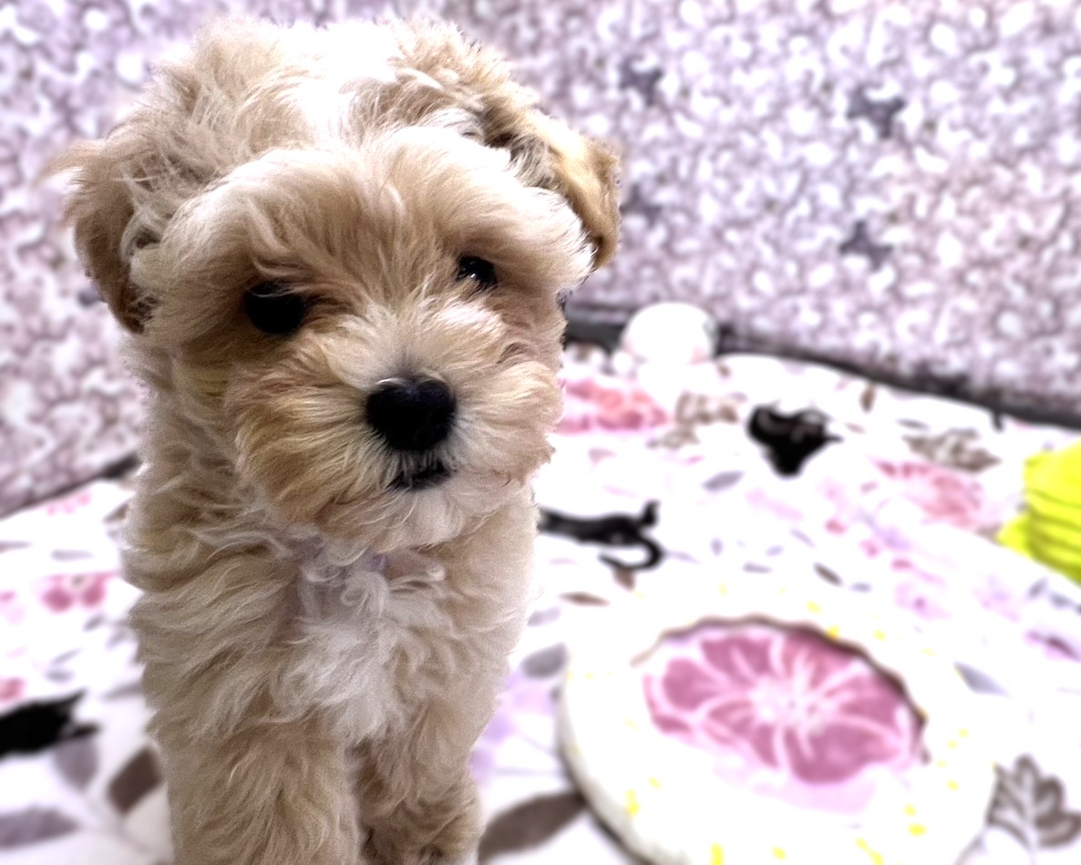 茨城県のマルプー(マルチーズ×プードル) (かねだいペットトライアル利根川/2026年1月2日生まれ/女の子/アプリコット)の子犬の1枚目の画像