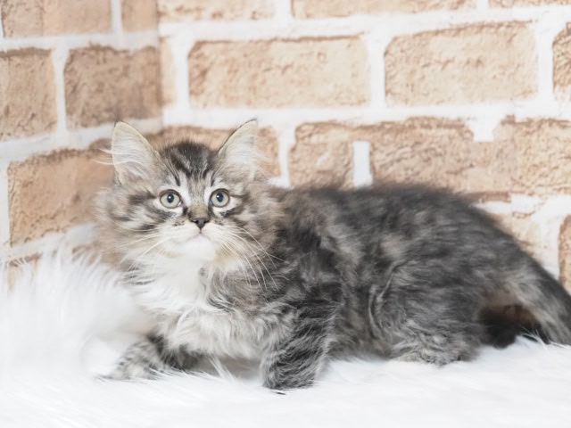 埼玉県のサイベリアン (かねだい戸田店/2025年12月30日生まれ/男の子/ブラウンタビー)の子猫