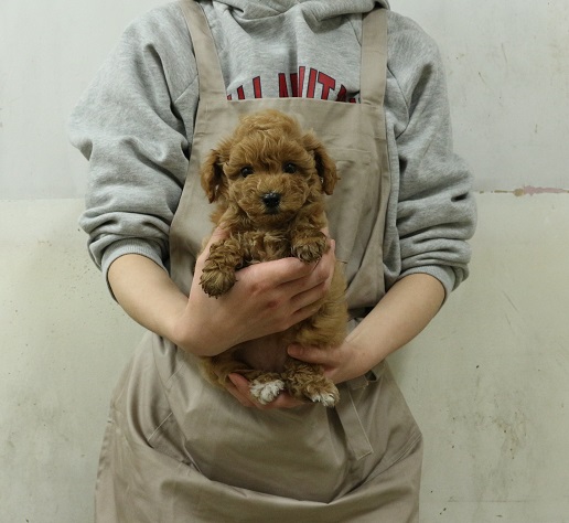 神奈川県のビションプー(ビションフリーゼ×プードル) (かねだい伊勢原店/2026年1月16日生まれ/女の子/アプリコット)の子犬