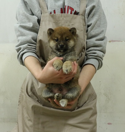 神奈川県の柴犬(標準サイズ) (かねだい伊勢原店/2026年1月4日生まれ/男の子/赤)の子犬
