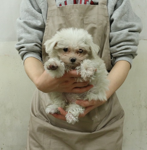 神奈川県のマルチーズ (かねだい伊勢原店/2026年1月11日生まれ/女の子/ホワイト)の子犬