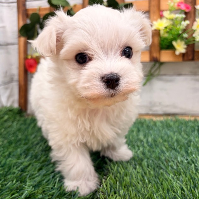 埼玉県のマルチーズ (かねだい所沢店/2026年1月12日生まれ/男の子/ホワイト)の子犬の1枚目の画像