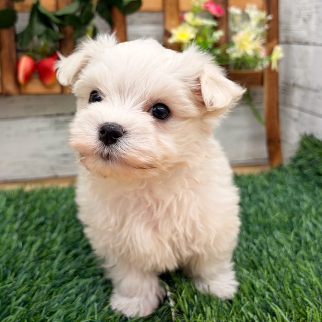 埼玉県のマルチーズ (かねだい所沢店/2026年1月12日生まれ/男の子/ホワイト)の子犬の2枚目の画像