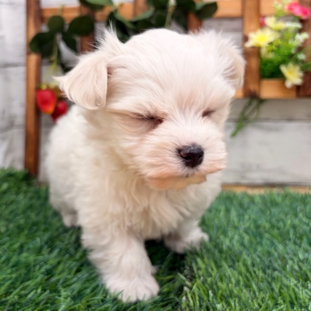 埼玉県のマルチーズ (かねだい所沢店/2026年1月12日生まれ/男の子/ホワイト)の子犬の3枚目の画像