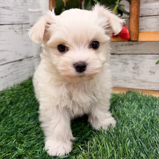 埼玉県のマルチーズ (かねだい所沢店/2026年1月12日生まれ/男の子/ホワイト)の子犬の4枚目の画像