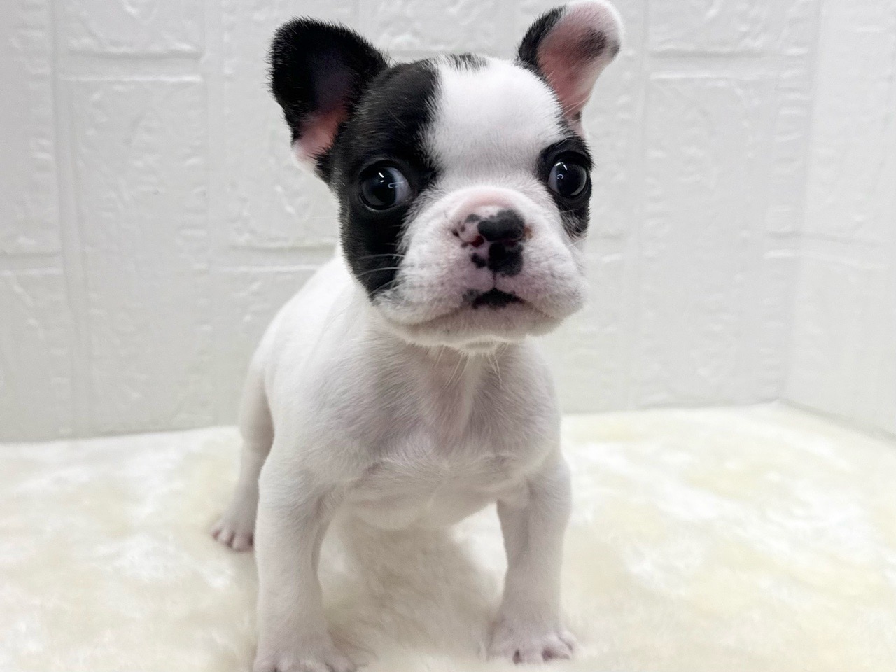 東京都のフレンチブルドッグ (かねだい青梅店/2026年1月6日生まれ/女の子/パイド)の子犬の3枚目の画像