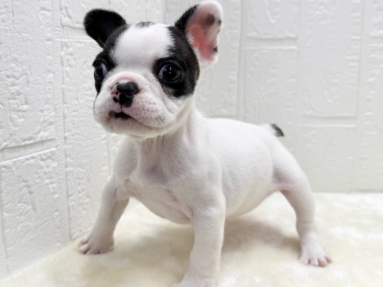 東京都のフレンチブルドッグ (かねだい青梅店/2026年1月6日生まれ/女の子/パイド)の子犬の4枚目の画像