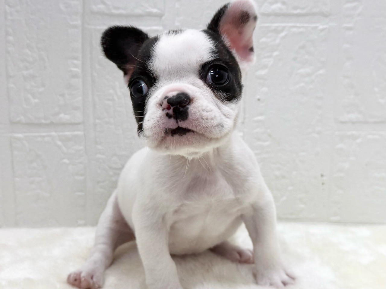 東京都のフレンチブルドッグ (かねだい青梅店/2026年1月6日生まれ/女の子/パイド)の子犬の4枚目の画像