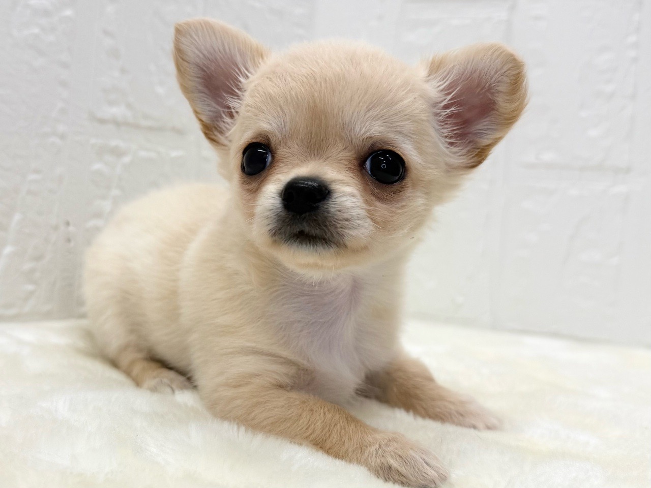 東京都のチワワ(ロング) (かねだい青梅店/2026年1月10日生まれ/女の子/クリーム)の子犬の2枚目の画像