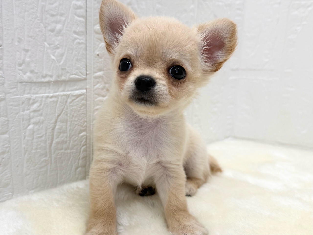東京都のチワワ(ロング) (かねだい青梅店/2026年1月10日生まれ/女の子/クリーム)の子犬の4枚目の画像