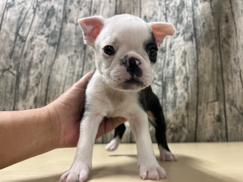 埼玉県のボストンテリア (かねだいアクアパーク店/2026年1月13日生まれ/男の子/ボストンカラー)の子犬