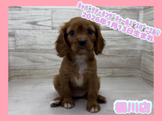 埼玉県のキャバリアキングチャールズスパニエル (かねだい桶川店/2026年1月31日生まれ/女の子/ルビーホワイト)の子犬の1枚目の画像