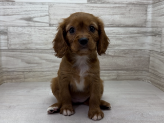 埼玉県のキャバリアキングチャールズスパニエル (かねだい桶川店/2026年1月31日生まれ/女の子/ルビーホワイト)の子犬の2枚目の画像