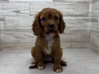 埼玉県のキャバリアキングチャールズスパニエル (かねだい桶川店/2026年1月31日生まれ/女の子/ルビーホワイト)の子犬の3枚目の画像