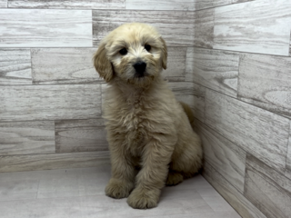 埼玉県のゴールデンドゥードゥル(ゴールデン×プードル) (かねだい桶川店/2026年1月9日生まれ/男の子/クリーム)の子犬の2枚目の画像