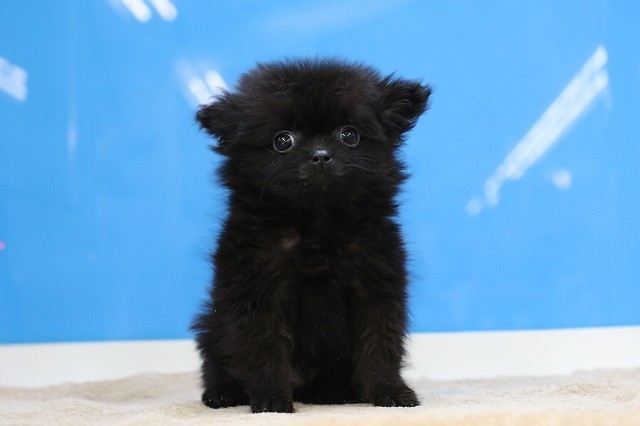 埼玉県のポメチワ/チワポメ/ポメチー(ポメラニアン×チワワ) (かねだい草加店/2026年1月12日生まれ/男の子/チョコレート)の子犬の1枚目の画像