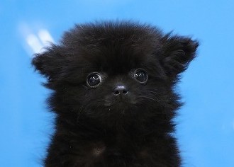 埼玉県のポメチワ/チワポメ/ポメチー(ポメラニアン×チワワ) (かねだい草加店/2026年1月12日生まれ/男の子/チョコレート)の子犬の2枚目の画像