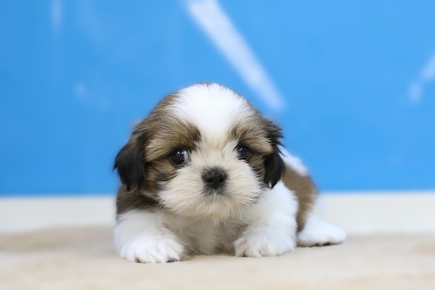 埼玉県のシーズー (かねだい草加店/2026年1月12日生まれ/男の子/ゴールドホワイト)の子犬の1枚目の画像
