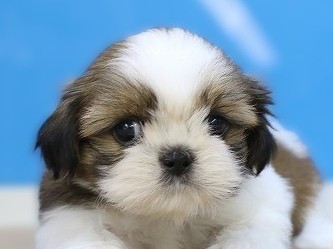 埼玉県のシーズー (かねだい草加店/2026年1月12日生まれ/男の子/ゴールドホワイト)の子犬の2枚目の画像